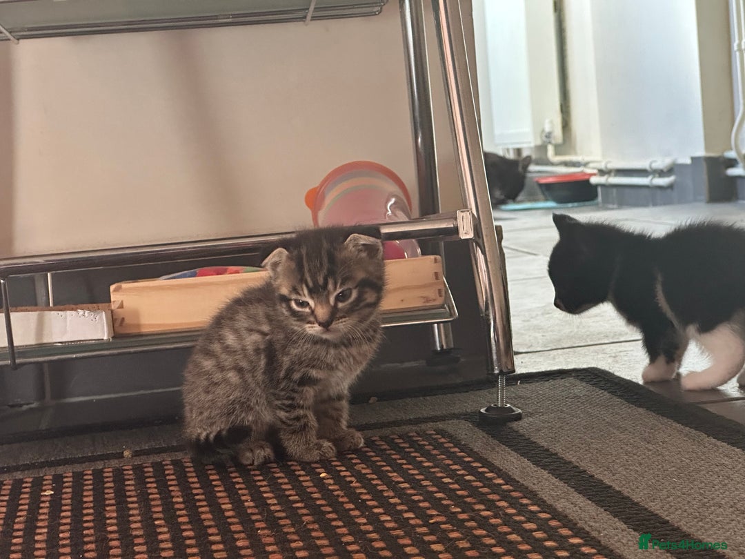 Scottish Fold cats for sale: Scottish Fold Kittens - Image 30