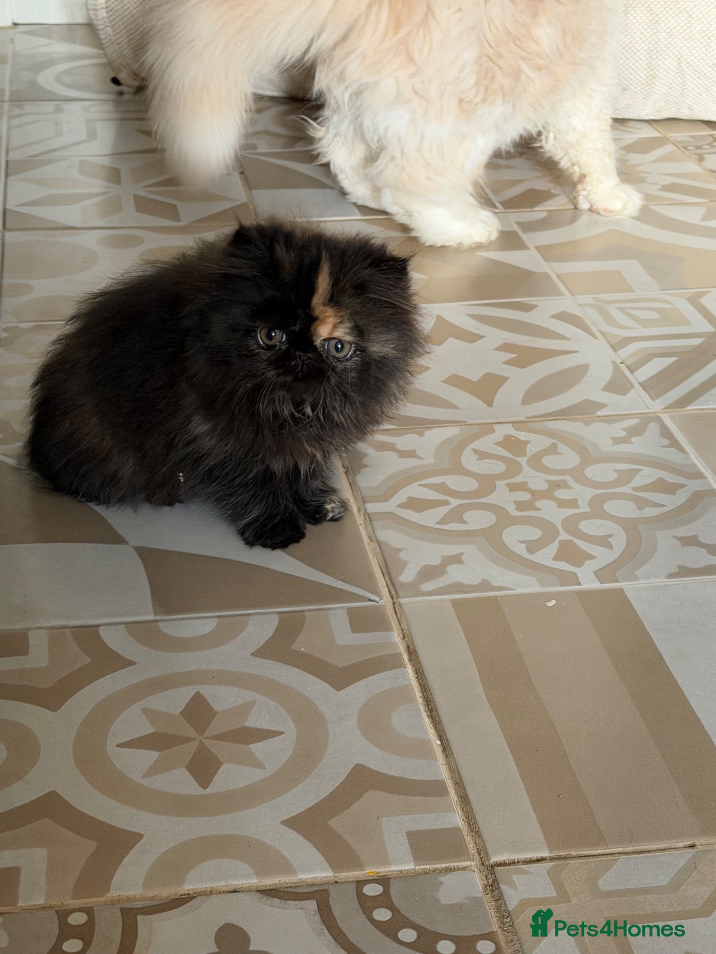Persian cats Beautiful Pedigree Persian Kittens ready NOW - Advert 2