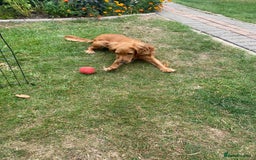 Cocker Spaniel dogs for sale: My beautiful cocker spaniel  - Image 4