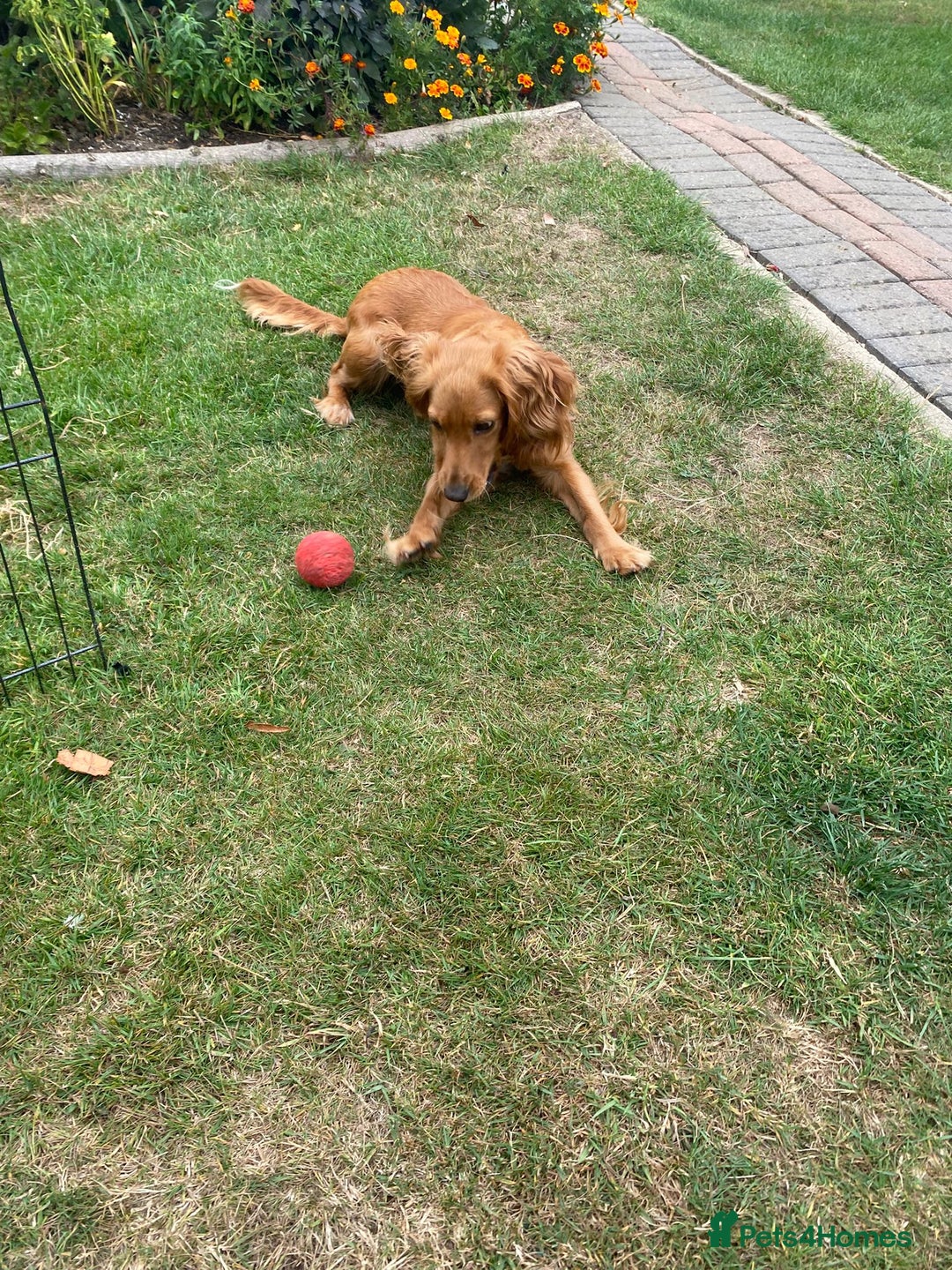 Cocker Spaniel dogs for sale: My beautiful cocker spaniel  - Image 4