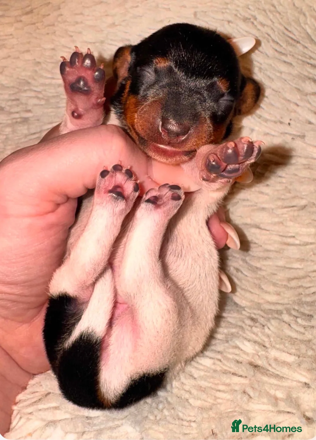 Miniature Dachshund dogs for sale: One beautiful little dachshund girl available… in Stevenston - Advert 8