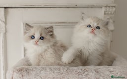 Ragdoll cats for sale: Amazing Ragdoll kittens - Image 4