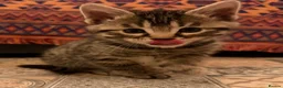 Bengal cats for sale: Kittens in Taunton - Advert 22