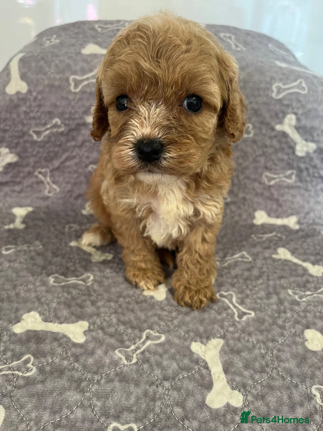 Cavapoo dogs for sale: 🧡💚 first generation cavapoo💚🧡 3 female 1 male  - Advert 35