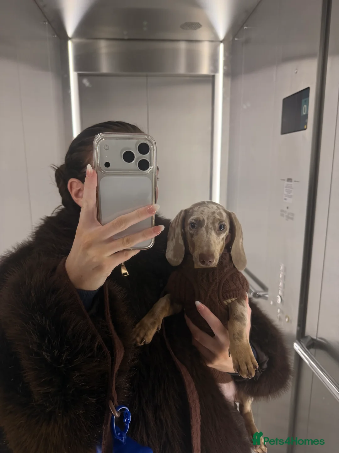 Miniature Dachshund dogs for sale: Male Dapple Miniature Dachshund  - Advert 4