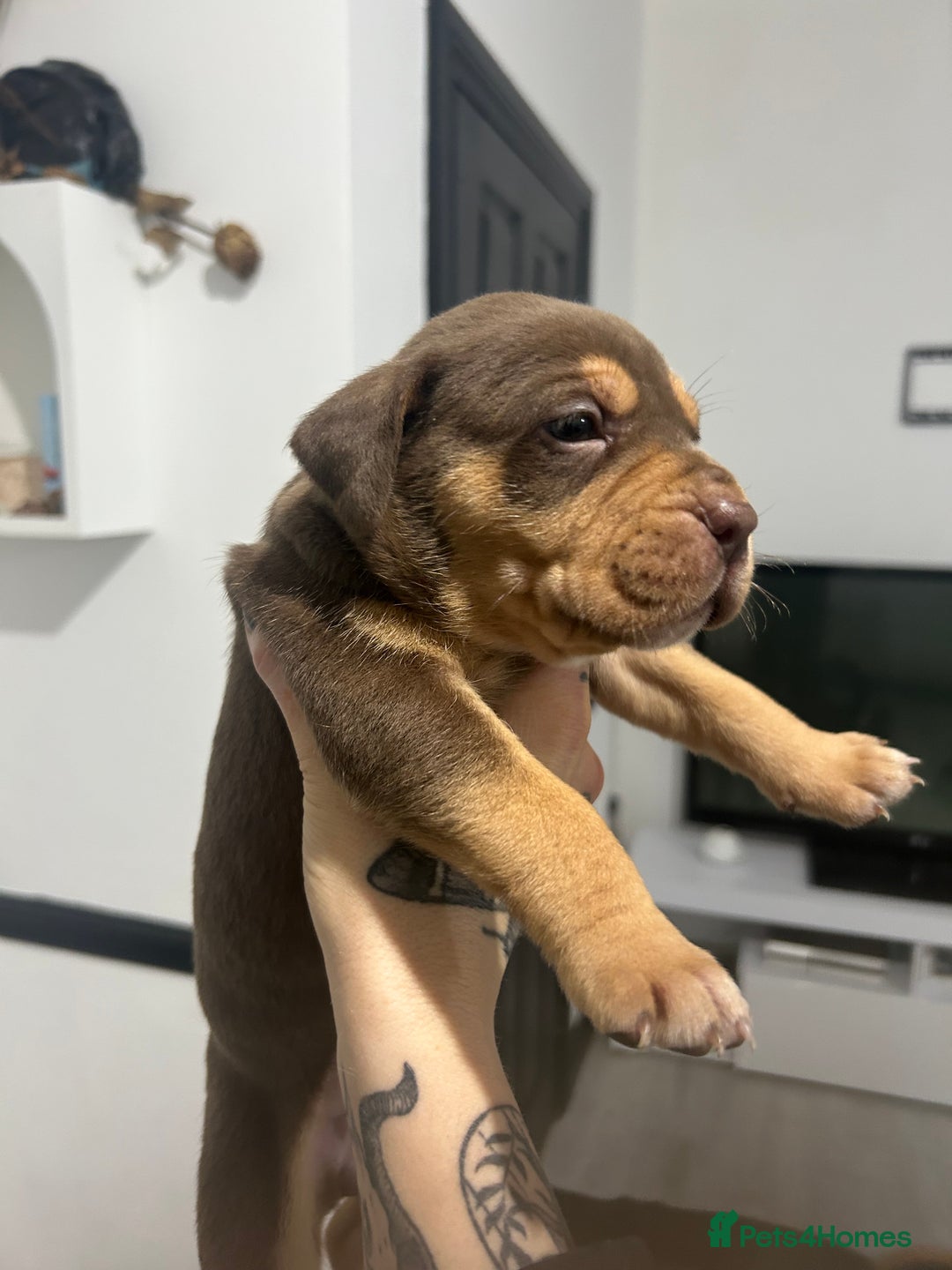 Mixed Breed dogs for sale: A beautiful litter of Rottweiler/staff/mastiffs - Advert 20