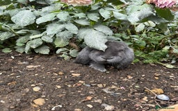 French Lop rabbits for sale: Blue Giant French Lop Male 11 months 🐰  - Image 2
