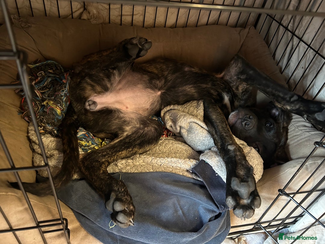 Mixed Breed dogs for sale: Presa Canario Cross Female  - Image 4
