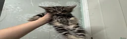 Mixed Breed cats for sale: Beautiful kittens in Helston - Advert 1