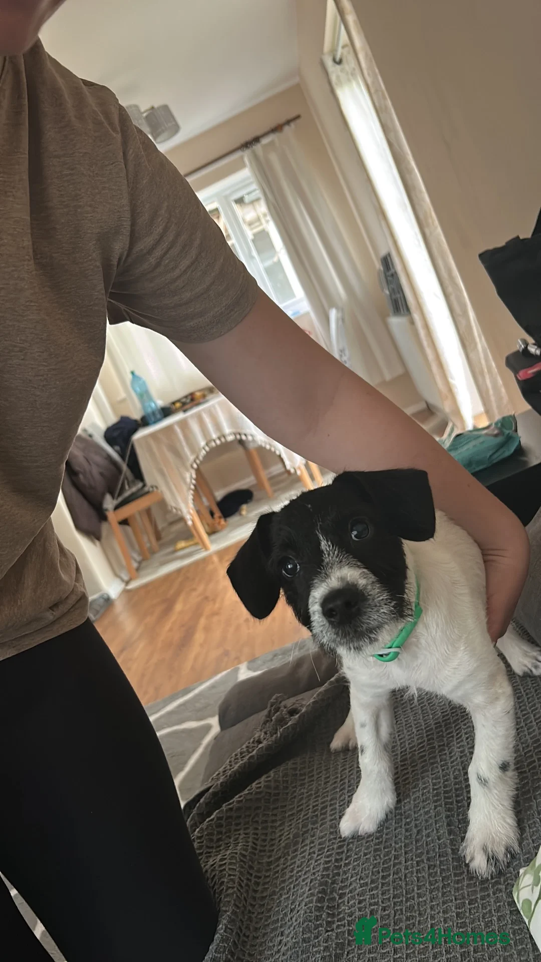 Mixed Breed dogs for sale: Jack Russel for sale in Normanton - Advert 3