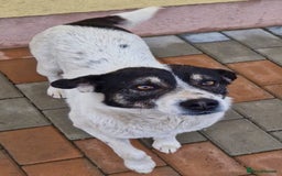 Mixed Breed dogs for adoption: PATROCLE – a Lovely boy for a Loving Home - Image 2