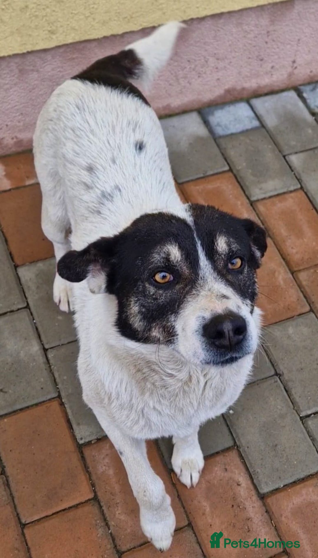 Mixed Breed dogs for adoption: PATROCLE – a Lovely boy for a Loving Home - Image 2