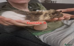 Guinea Pig rodents for sale: 13 guinea pigs mixed breed - Advert 36