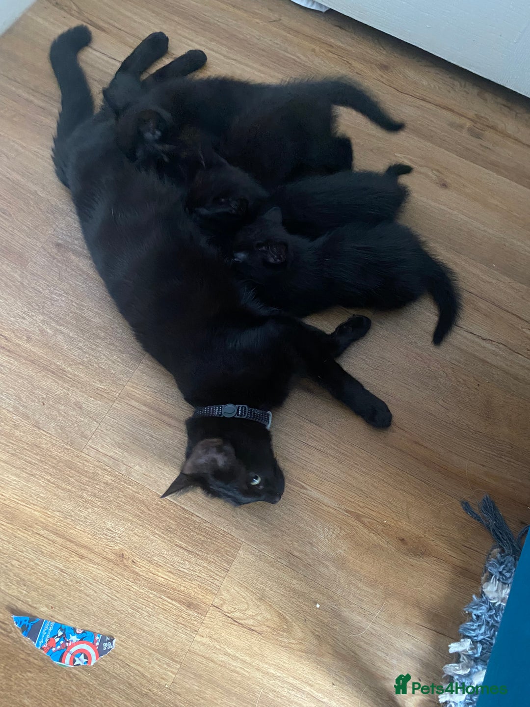 Russian Blue cats for sale: Russian blue cross bengal kittens - Image 14