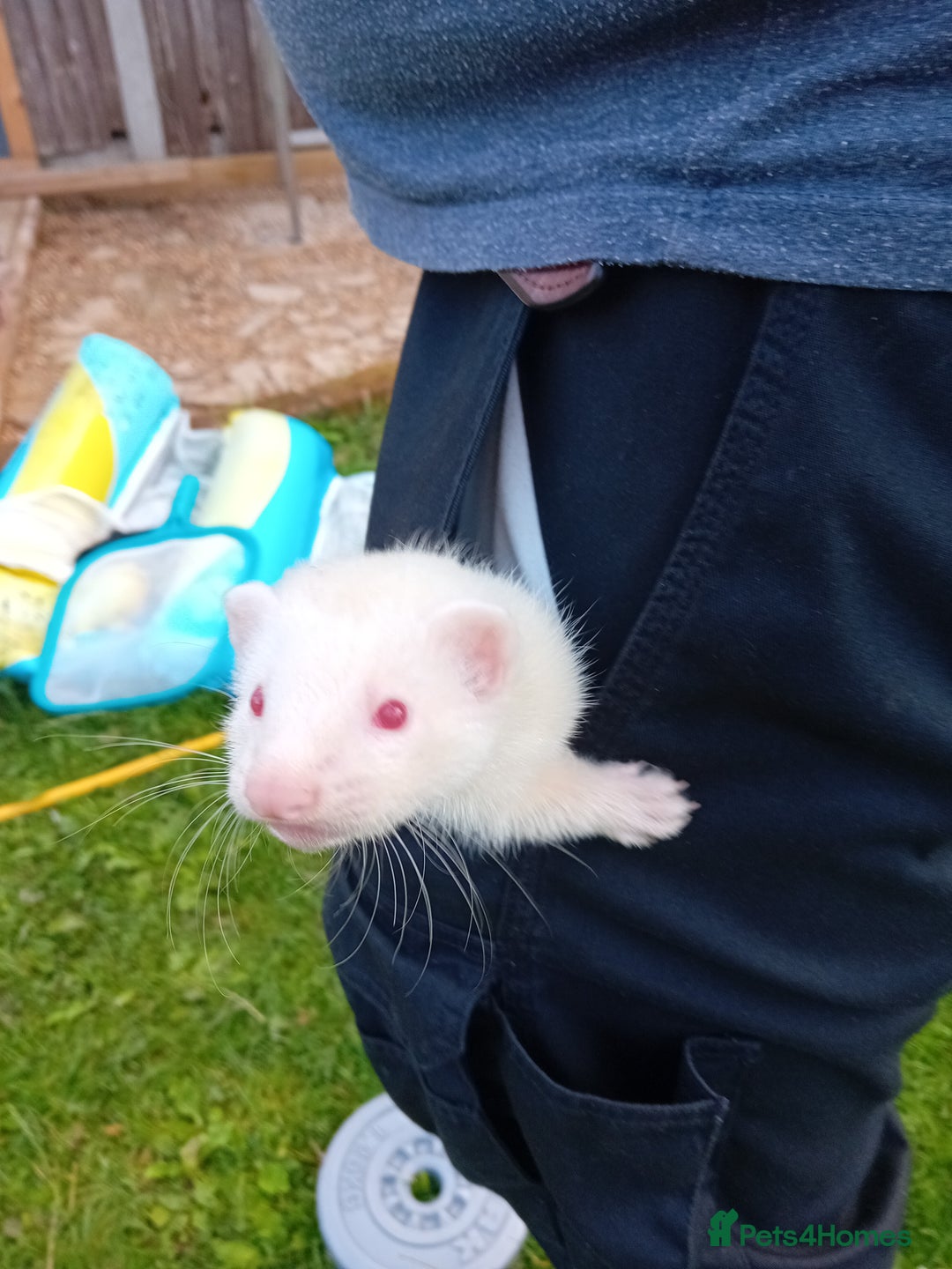 Ferret rodents for sale: Two boy ferrets  - Image 4