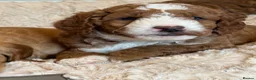 Mixed Breed dogs for sale: 🐶❤️Australian double doodles❤️🐶Waiting list - Advert 10