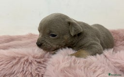 Olde English Bulldogge dogs for sale: Old English Bulldog PUPPIES 👀‼️ - Image 10