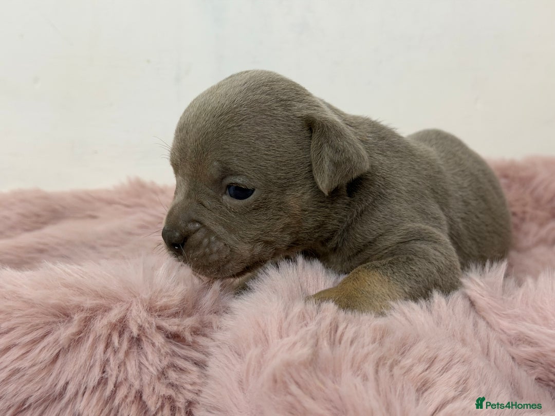 Olde English Bulldogge dogs for sale: Old English Bulldog PUPPIES 👀‼️ - Image 10
