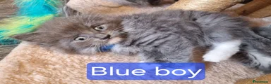 Maine Coon 1