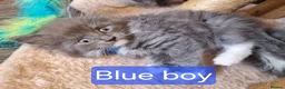 Maine Coon cats for sale: Adorable GCCF Main Coon kittens - Advert 5