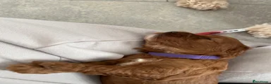 Puppy 6