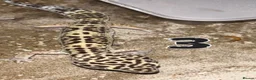 Leopard Gecko reptiles for sale: Leopard Geckos - Advert 4