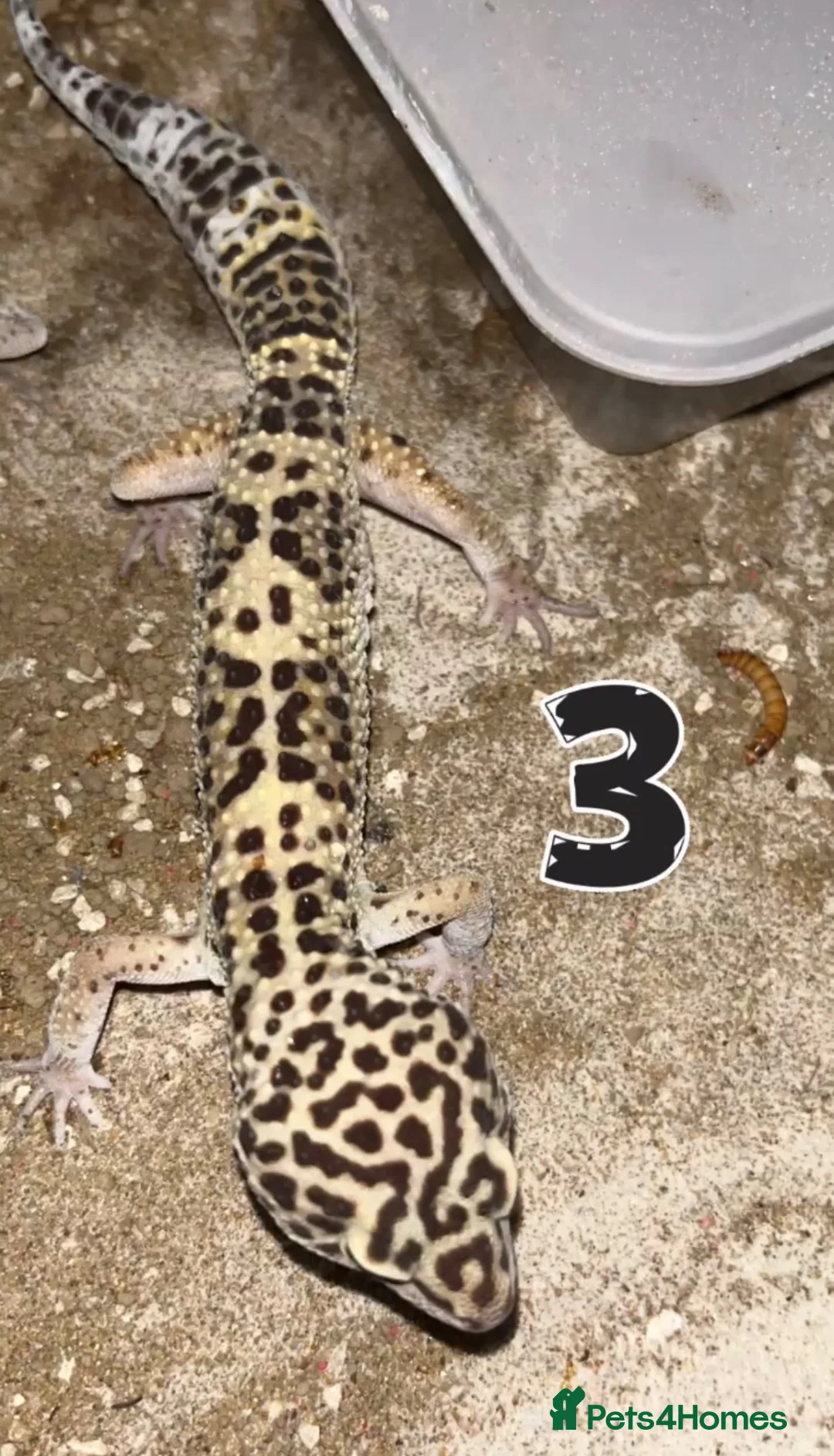Leopard Gecko reptiles for sale: Leopard Geckos - Advert 4