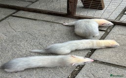 Ferret rodents for sale: Jill’s for sale  - Image 4