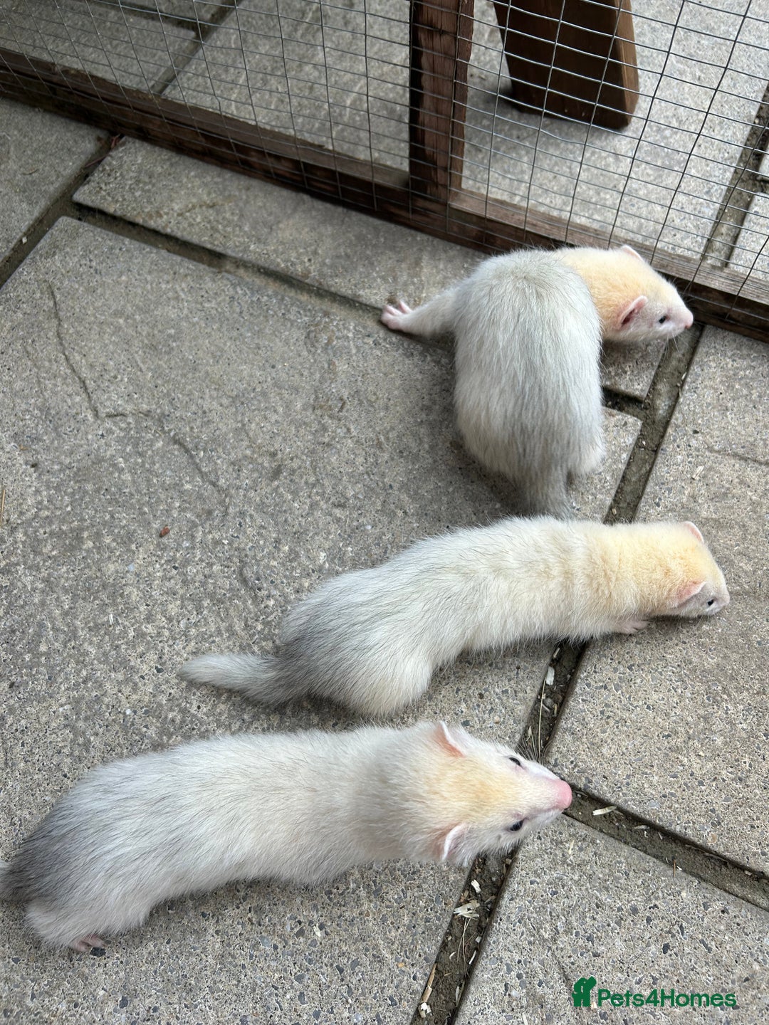 Ferret rodents for sale: Jill’s for sale  - Image 4