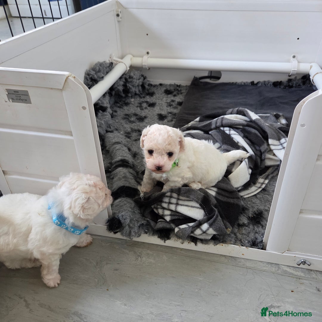 Bichon Frise dogs for sale: Beautiful bishon frise pups for sale - Advert 6