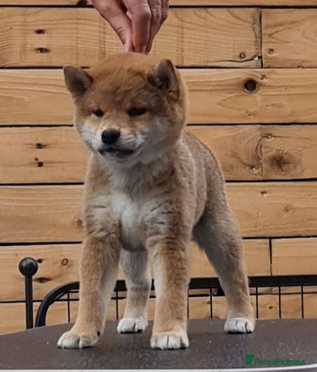 Japanese Shiba Inu dogs Quality Japanese shiba inu  - Advert 2