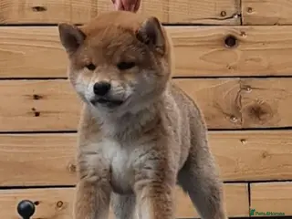 Japanese Shiba Inu dogs Quality Japanese shiba inu - Advert 3