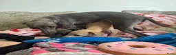 Italian Greyhound dogs for sale: KC Italian greyhound puppies 🏡 ready now - Advert 27