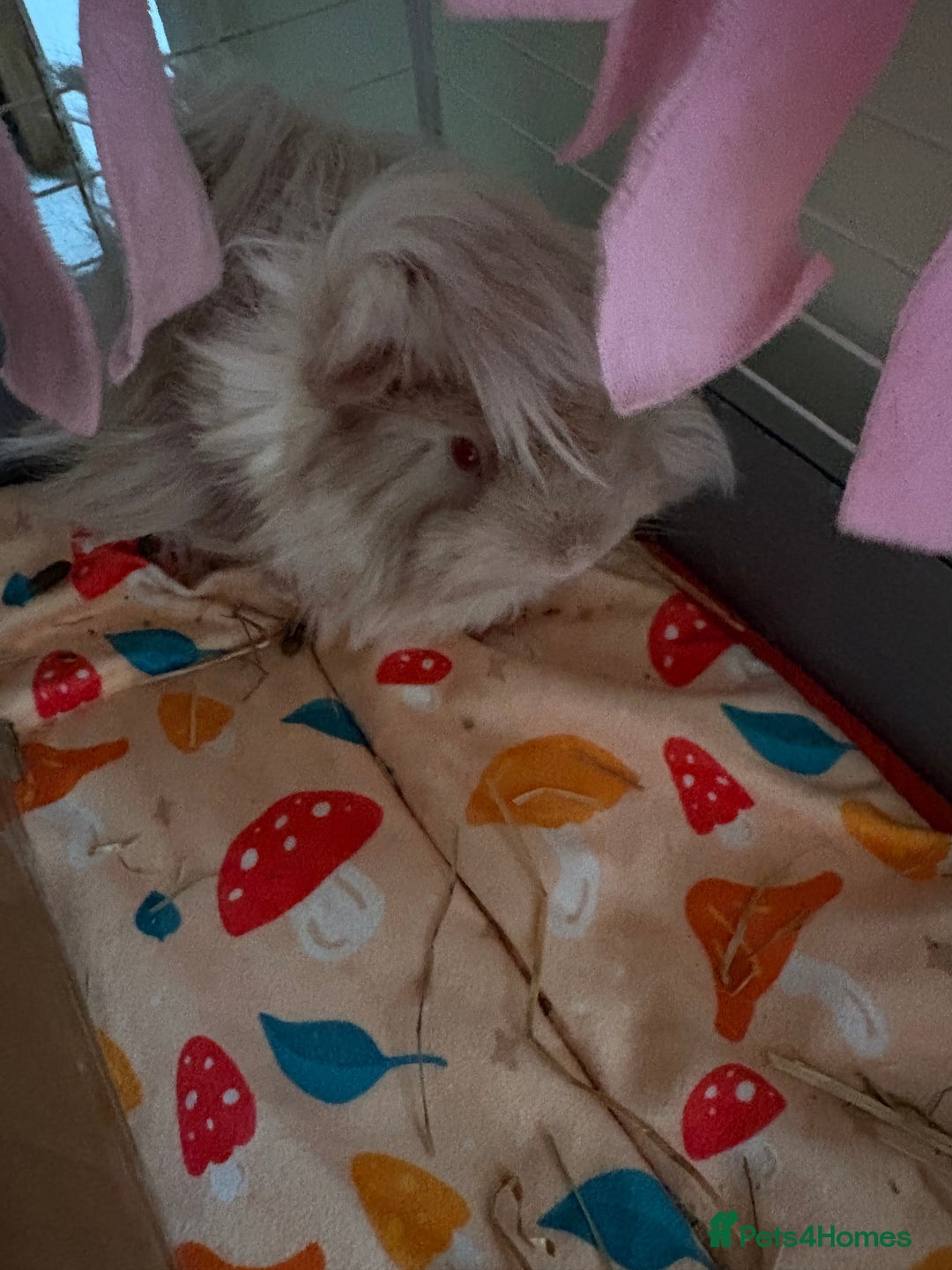 Guinea Pig rodents for sale: 2 6 month old female Guineapigs  - Advert 1