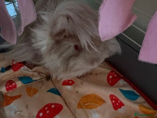 Guinea Pig rodents 2 6 month old female Guineapigs - Advert 2