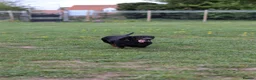 Dachshund dogs for sale: 4 year old spayed standard dachshund  - Advert 28
