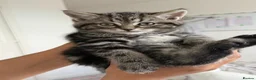 British Shorthair cats for sale: British short hair  - Advert 9