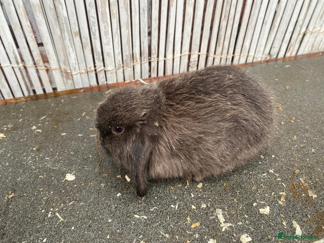 Mini Lop rabbits for sale: Mini lops - Advert 4