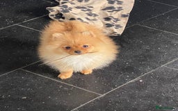 Pomeranian dogs for sale: White KENNEL CLUB Registered CHAMPION Bloodlines - Image 24