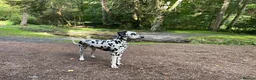 Dalmatian dogs for sale: Female Dalmatian  in Glenrothes - Advert 2