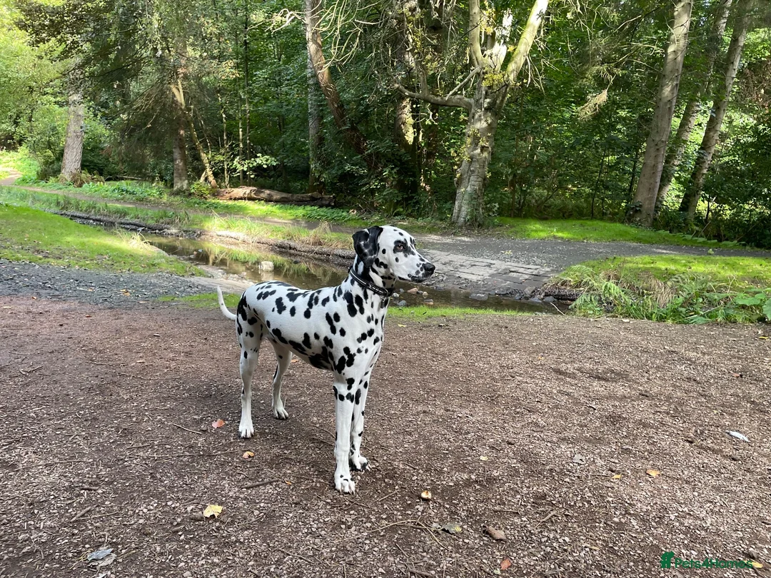 Dalmatian dogs for sale: Female Dalmatian  in Glenrothes - Advert 2
