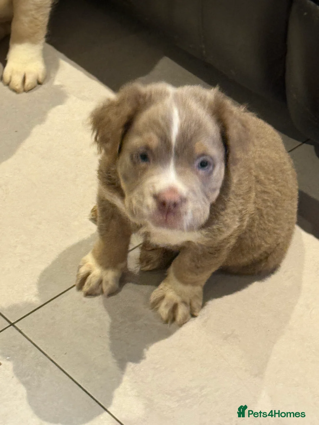 Old Tyme Bulldog dogs for sale: Olde English Fluffy bulldog puppies - Advert 9