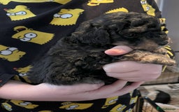 Toy Poodle dogs for sale: Gorgeous Toy Poodle Puppies - Advert 10