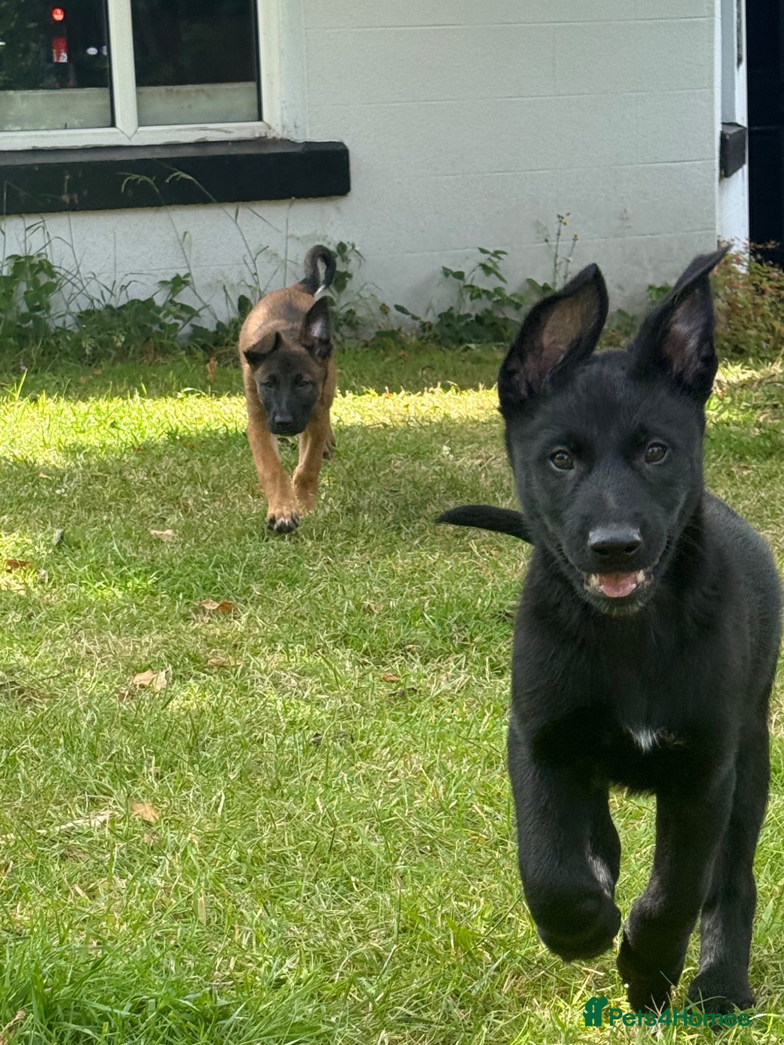 Belgian Shepherd Dog dogs 2 Belgian malinios puppies left - Advert 3