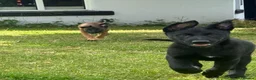 Belgian Shepherd Dog dogs for sale: RARE BLACK&BROWN BELGIAN MALINOIS PUPPIES - Advert 3