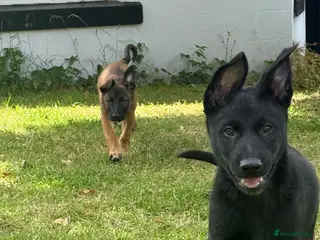 Belgian Shepherd Dog dogs RARE BLACK&BROWN BELGIAN MALINOIS PUPPIES - Advert 2