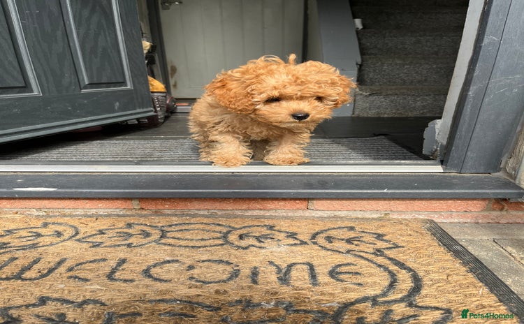 Cavapoo dogs - Advert 11