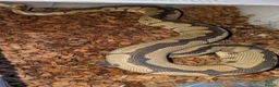 Python Snake reptiles for sale: Various Royal pythons & hatchling rack available  - Advert 7