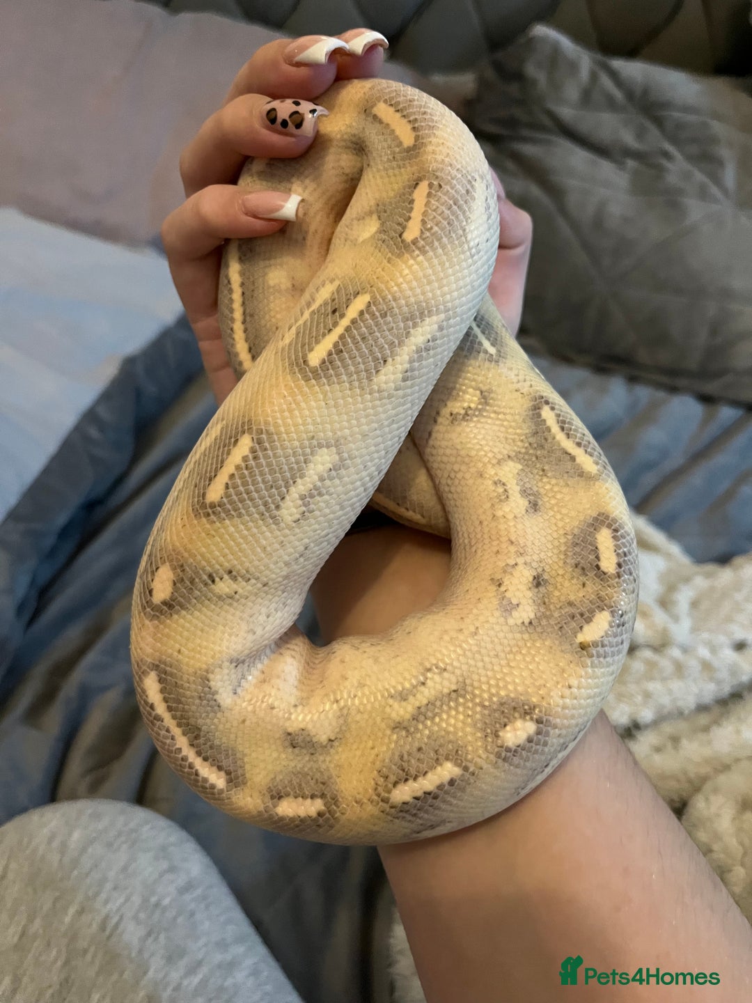 Python Snake reptiles for sale: 2x Male Ball Pythons  - Image 2