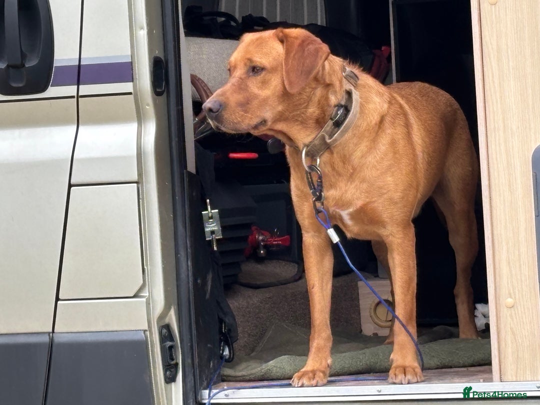 Labrador Retriever dogs for sale: Fox Red Labrador - Loki - Image 2